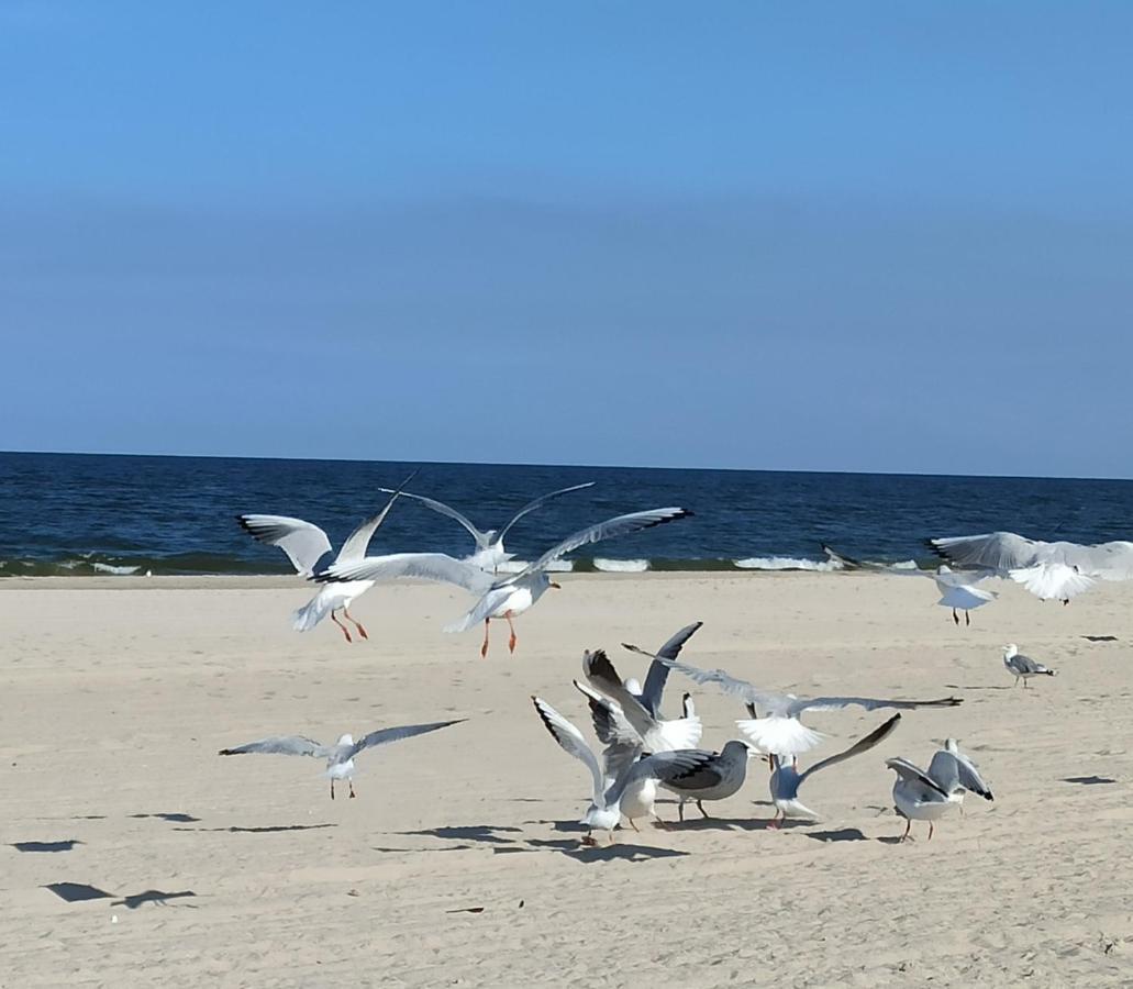 Strand25 *